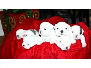 Beautiful English bulldog puppies available