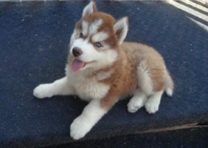 Siberian Husky Puppies for sale