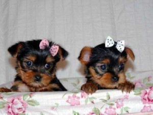 CUTE AND LOVELY YORKIE PUPPIES FOR RE-HOMING