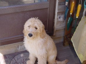 well trained male and female Poodle puppies pure breed