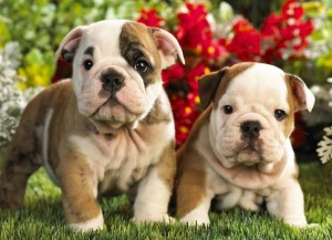 Our Super Champion Bloodline English Bulldog Babies Here