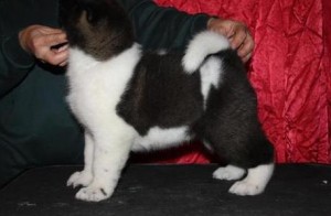 Black and White Akita Puppies Available Now
