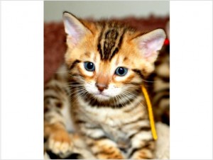 2 Bengal Kittens for for adoption