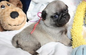 well trained male and female pug puppies