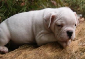 Pure Breed Male and female English Bulldog Puppies for sale