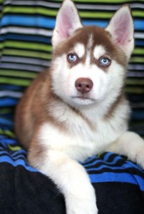 Top Quality hUSKY Puppies Available now