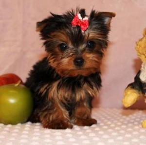 cute male and female teacup yorkie poppies for free adoption