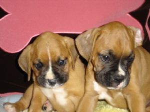 Adorable boxer puppies