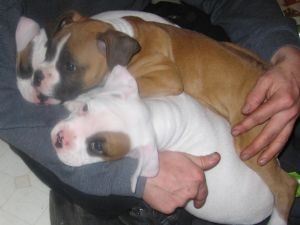 Boxer Pups Hurry! Only 2