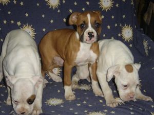 **bobtail Boxer Puppies**