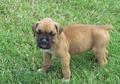 chunky boxer pups including bobtails,