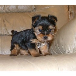 Two Home Yorkie Puppies for adoption