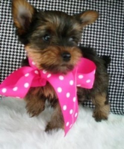 Female ////Tea cup Yorkie Puppies