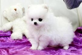 Gorgeous Male and Female Teacup Pomeranian Puppies for adoption