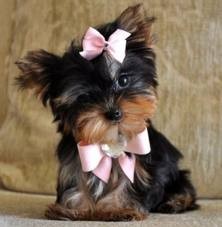 CUTE X-MAS YORKIE PUPPIES FOR ADOPTION