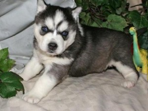 quality potty train siberian husky  for rehoning pls text @ 413-489-2502