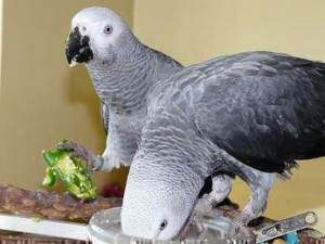 african grey parrot,eggs and weaned babies