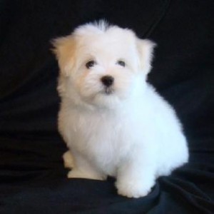 POTTY TRAINED TEACUP MALTESE PUPPY FOR ADOPTION