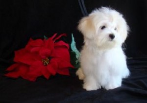 JOVIAL WHITE TEACUP MALTESE PUPPY FOR RE HOMING