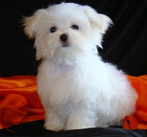 12 weeks male and female Maltese puppy for caring homes