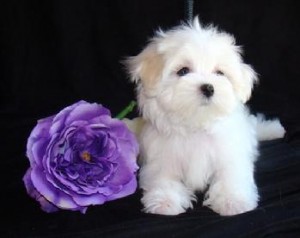 I have two beautiful MALTESE PUPPY FOU FOR