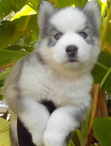 AKC Siberian Husky Puppy For Re-Homing.Happy Halloween ha!!!