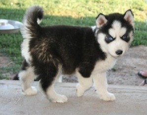 Socialize Blue Eyes Siberian Husky Puppies for sale