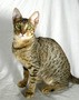 Tica Reg'd Savannah Cats male and Female &quot;pumpkin&quot; - $280 CAD