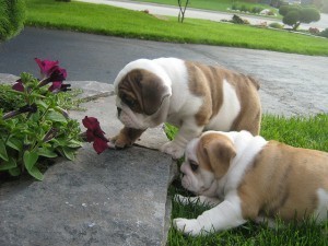 Beautiful AKC englishbulldog puppies for adoption