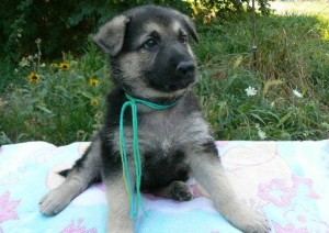 German shepherd pups