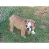 AKC ENGLISH BULLDOGS PUPPIES