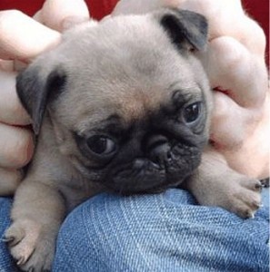Male And Female Pug Puppies For Adoption