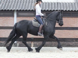 well trained friesian horse for sale