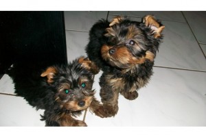 Lovely Yorkies Puppies