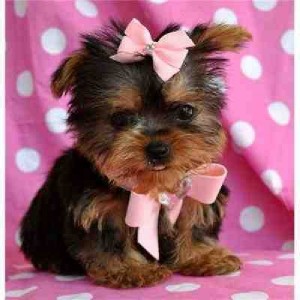 Male and Female Tea cup Yorkie Puppies Can I have your Phone Number to call you?