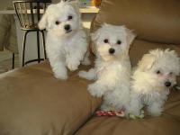 Beautiful two male one female Maltese Puppies For a home