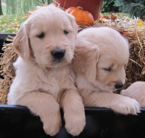 Gorgeous Golden Retriever Puppies