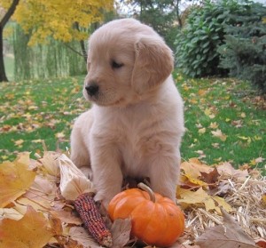 Healthy Golden Retriever puppies for sale