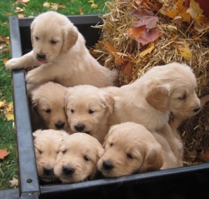 Cute Golden Retriever Pups Ready For New Homes Today