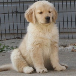 Gorgeous Golden Retriever pups looking for Caring and Lovely homes