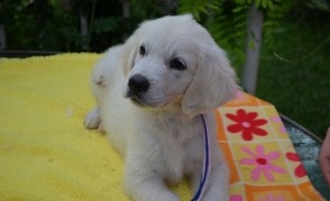Top Quality Golden Retriever puppies for sale at affordable price