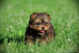 Lovely male &amp; female Teacup Yorkie puppies here for adoption