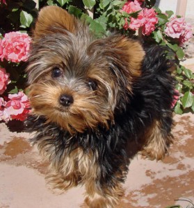 Super male and female Teacup Yorkie Puppies for adoption