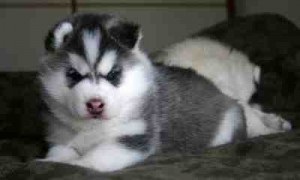 Fabulous Siberian husky puppies available