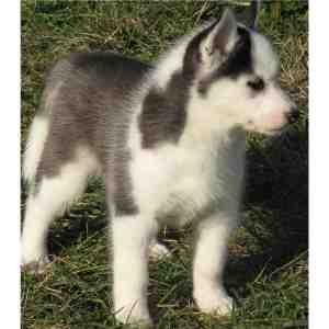 Quality Siberian husky puppies ready