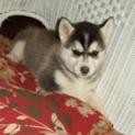 Elegant Siberian Husky puppies ready for good home