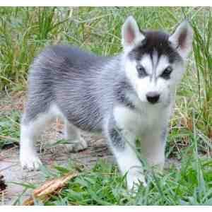 Tow adorable Male And Female Siberian husky Puppies Ready For A New Home.