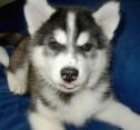 Purebred Siberian Husky Puppies