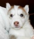 cute siberian husky puppies for sale-11 weeks old