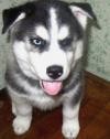 AKC Quality Siberian Husky Puppies Full AKC Available